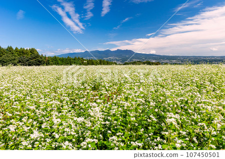 Buckwheat flower field and Mt. Akagi Buckwheat flower field and Mt. Akagi 107450501