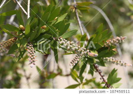 Bottlebrush flower buds and young leaves Bottlebrush flower buds and young leaves 107450511