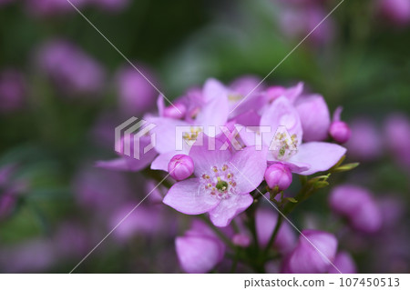博羅尼亞花和花蕾在雨中濕漉漉的 107450513