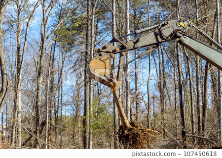 Workmen use an excavator to uproot trees in preparation for construction in area Workmen use an excavator to uproot trees in preparation for construction in area 107450618