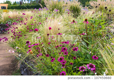 early autumn spiral garden 107450660
