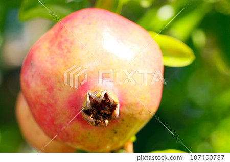 Pink pomegranate fruit beginning to ripen under the bright summer sun (close-up photo using macro lens, natural light) 107450787