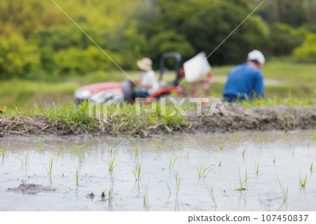 Rice planting landscape 107450837