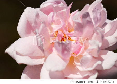 充滿活力的櫻桃色月季花（使用微距鏡頭，自然光，特寫照片） 107450923