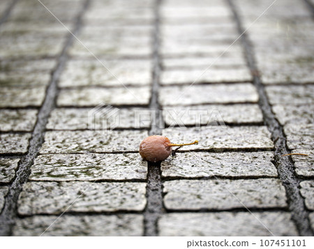 Gingnan fallen on the rain-soaked sidewalk Gingnan fallen on the rain-soaked sidewalk 107451101