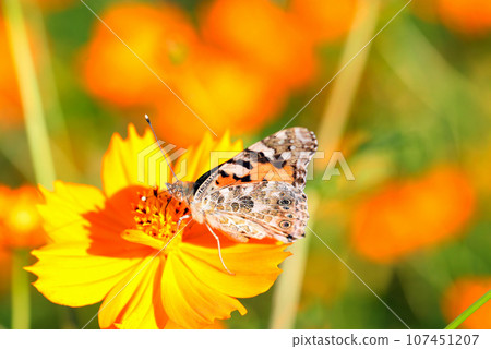盛夏，黃花、紅花起舞（微距鏡頭、自然光、特寫照片） 107451207