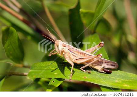 A locust posing on a leaf in the grass (macro lens used, strobe + natural light, close-up photo) 107451211