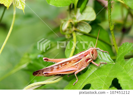 A locust posing on a leaf in the grass (macro lens used, strobe + natural light, close-up photo) A locust posing on a leaf in the grass (macro lens used, strobe + natural light, close-up photo) 107451212