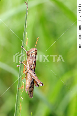 A locust holding vertically to a grass stem (macro lens used, strobe + natural light, close-up photo) 107451213