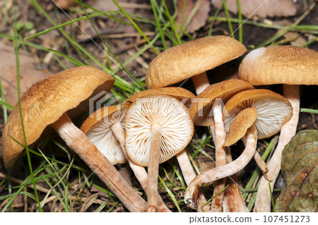 一簇日本橡樹蘑菇,看起來像一頂棕色編織帽(側面和背面,微距鏡頭,閃光燈+自然光,特寫照片) 一簇日本橡樹蘑菇,看起來像一頂棕色編織帽(側面和背面,微距鏡頭,閃光燈+自然光,特寫照片) 107451273