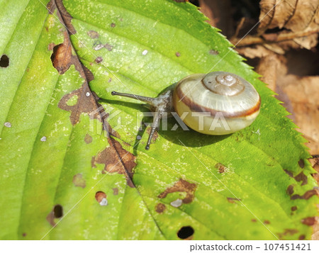 snails  107451421