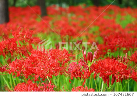 日高金澤田的深紅色曼珠沙達風景 日高金澤田的深紅色曼珠沙達風景 107451607