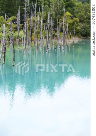 北海道美瑛的“白金青池” 107451808