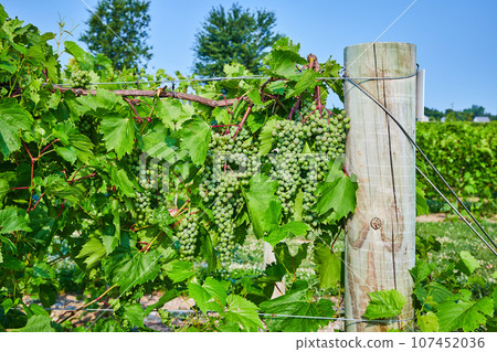 Bundles of green grapes growing on the vine in vineyard with wooden pole Bundles of green grapes growing on the vine in vineyard with wooden pole 107452036