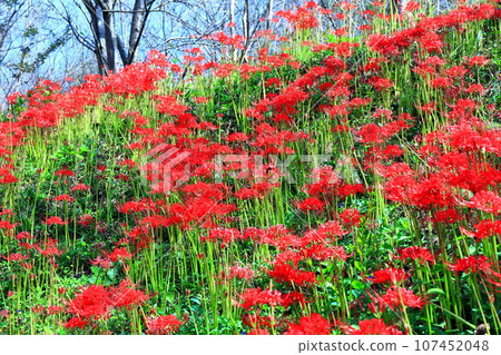 [香川縣]春分前後盛開的鮮紅色叢生孤挺花（保山湖/香川灌溉水庫） 107452048