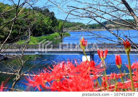 [Kagawa Prefecture] Bright red cluster amaryllis blooming around the equinox (Lake Hozan/Kagawa Irrigation Reservoir) 107452067