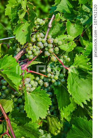 Close up of green grapes growing on the vine Close up of green grapes growing on the vine 107452120