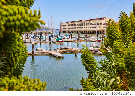 Docking area with boats at Fort Mason Center on calm summer morning framed in by succulents Docking area with boats at Fort Mason Center on calm summer morning framed in by succulents 107452142