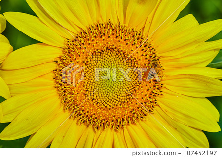 Macro view of bee pollinating interior of yellow sunflower with darkening seeds and dew drops Macro view of bee pollinating interior of yellow sunflower with darkening seeds and dew drops 107452197