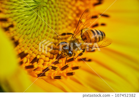 Macro of bee with pollen on it as it pollinates interior of yellow flower Macro of bee with pollen on it as it pollinates interior of yellow flower 107452382