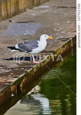 Seagull standing on edge of filthy sidewalk next to green pond water 107452388