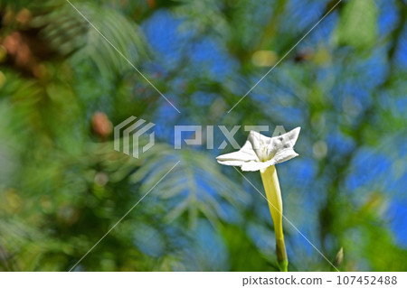 路邊的(紅色的) 路邊的(紅色的) 107452488