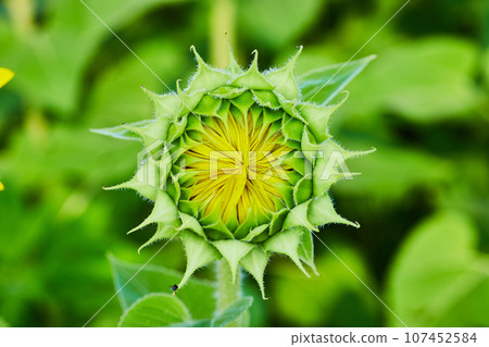 Close up view of tiny yellow petals forming inside green flower bud of sunflower opening Close up view of tiny yellow petals forming inside green flower bud of sunflower opening 107452584