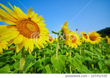 Bees buzzing around and pollinating sunflowers on bright summer day 107452595