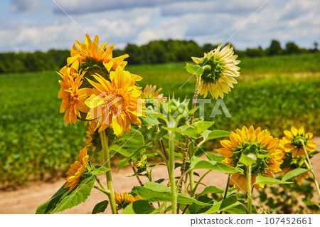 Bright yellow sunflowers with dirt road and green fields leading to forest line and cloudy skies Bright yellow sunflowers with dirt road and green fields leading to forest line and cloudy skies 107452661