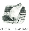 Key-tailed cat sunbathing 107452663