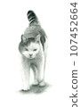 Positive cat walking towards the front 107452664