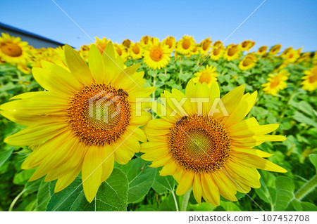 Two bees pollinating close up sunflowers amid large field of yellow flowers 107452708
