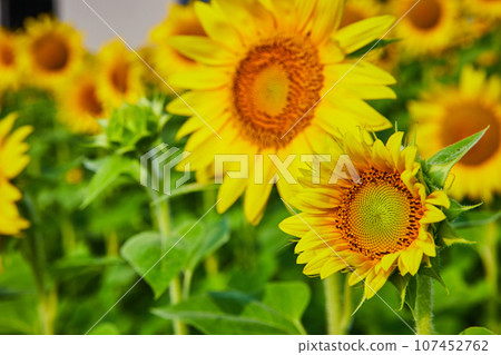 Dark brown seeds in middle of small yellow sunflower detailed view with green bud behind it 107452762