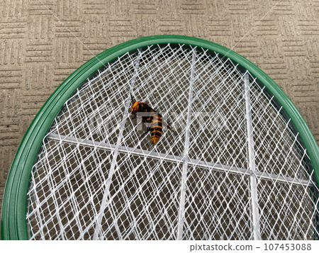 Wasp captured by insect killing racket 107453088