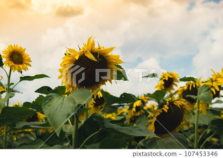 Sunflower field in blu cloudy sky background. Copy space for your text. Natural botany backdrop on gold sunset. Setting sun on field of yellow sunflowers. Flowering meadow on summer landscape Sunflower field in blu cloudy sky background. Copy space for your text. Natural botany backdrop on gold sunset. Setting sun on field of yellow sunflowers. Flowering meadow on summer landscape 107453346