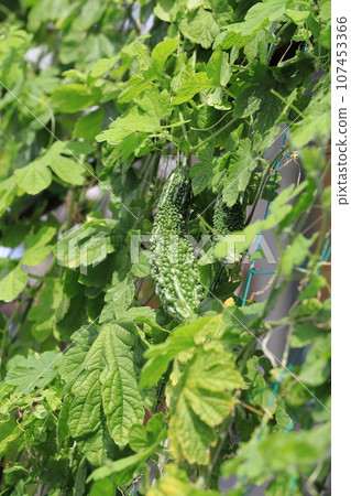 Tsurureishi fruit bitter gourd Tsurureishi fruit bitter gourd 107453366