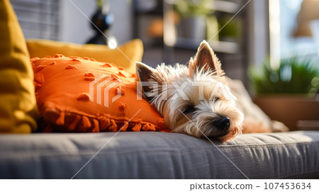 Pet, cute puppy lies on soft orange blanket on the sofa. Love and care for animals, regime and rest for domestic dogs Pet, cute puppy lies on soft orange blanket on the sofa. Love and care for animals, regime and rest for domestic dogs 107453634