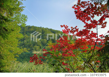 Plitvice Lakes National Park, a world natural heritage site in Croatia: Lakes, forests, and autumn leaves of the Upper Lakes 107453975