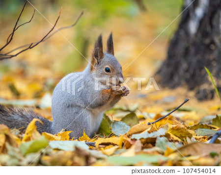 Autumn squirrel with nut sits on green grass with fallen yellow leaves Autumn squirrel with nut sits on green grass with fallen yellow leaves 107454014