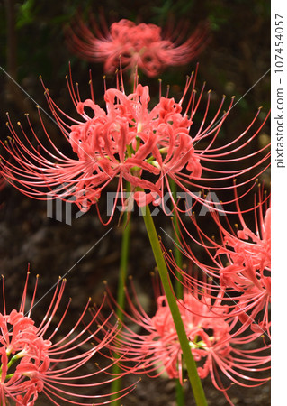 秋花：彼岸花 秋季春分前後開花的植物。具有獨特的紅色或白色花瓣的花。 107454057