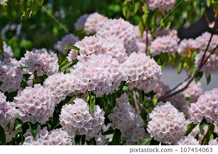 White kalmia flowers (spring, May) White kalmia flowers (spring, May) 107454063