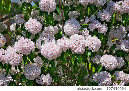 White kalmia flowers (spring, May) White kalmia flowers (spring, May) 107454064