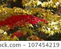 Red and yellow autumn leaves 107454219