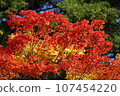 Red and yellow autumn leaves and evergreen trees 107454220