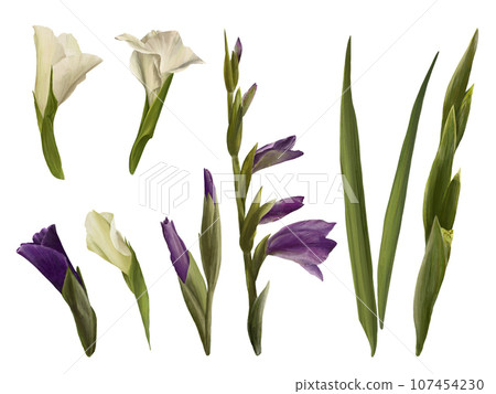 Watercolor gladioluses plant, hand drawn digital floral illustration, set of flowers, buds and leaves. Isolated on a white background for greeting, invitations, birthday cards, prints, flyer, stickers Watercolor gladioluses plant, hand drawn digital floral illustration, set of flowers, buds and leaves. Isolated on a white background for greeting, invitations, birthday cards, prints, flyer, stickers 107454230