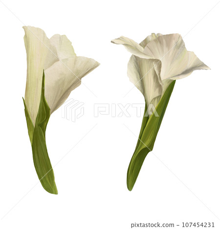 Watercolor gladioluses plant, hand drawn digital floral illustration, set of flowers, buds and leaves. Isolated on a white background for greeting, invitations, birthday cards, prints, flyer, stickers 107454231
