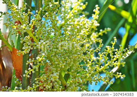 Small palm fruit (spring, May) Small palm fruit (spring, May) 107454383