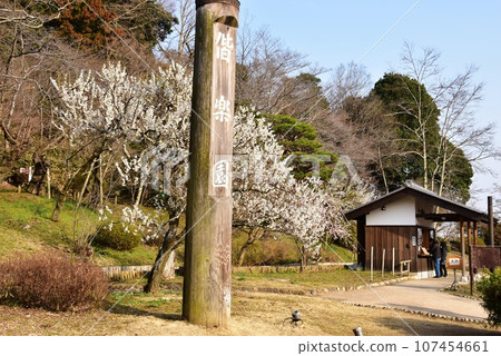 Mito City Kairakuen South Gate toll gate and plum blossoms in full bloom 107454661