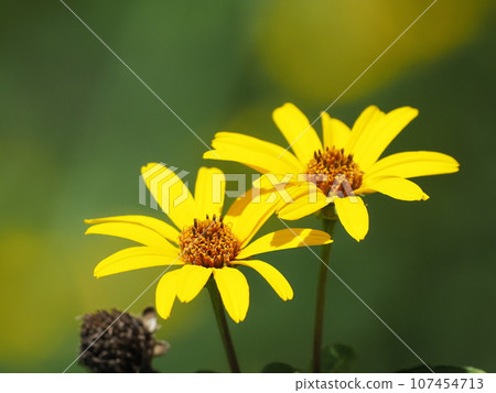 Yellow flower Yellow flower 107454713