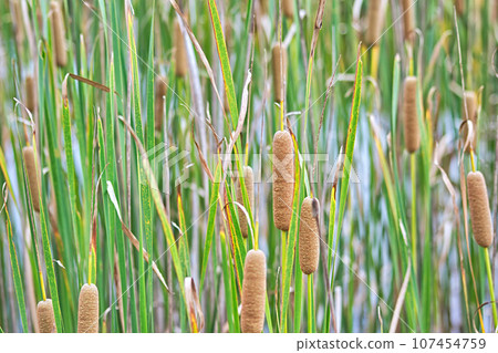 Cattails by the water Cattails by the water 107454759